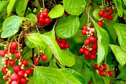 Schisandra Far East: medicinal properties and contraindications, cultivation