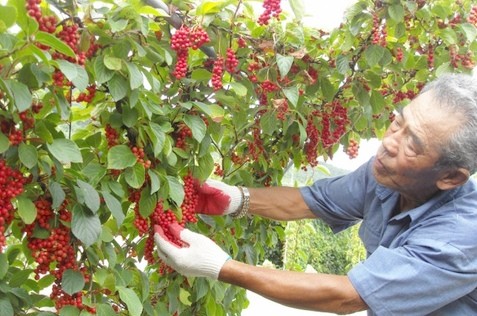 Schisandra Far East: medicinal properties and contraindications, cultivation