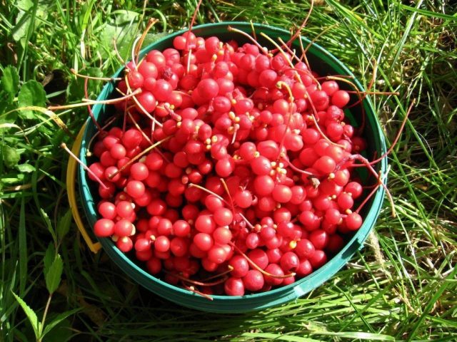 Schisandra Far East: medicinal properties and contraindications, cultivation