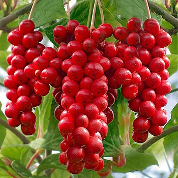 Schisandra Far East: medicinal properties and contraindications, cultivation