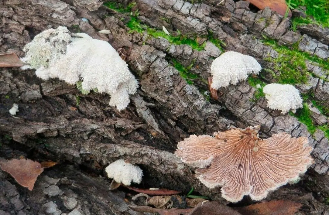 Schizophyllum commune (Schizophyllum commune) photo and description