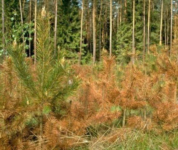 Schutte conifers: photo, treatment, preparations