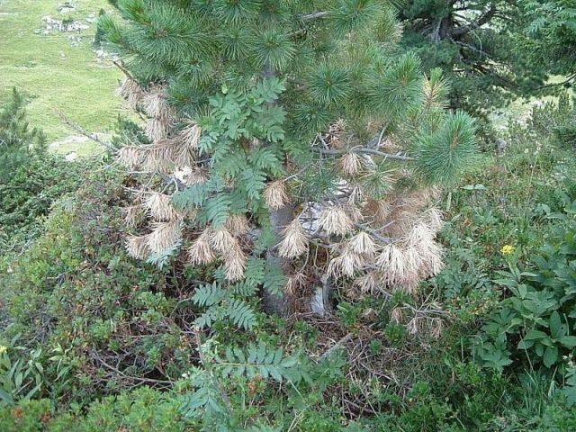 Schutte conifers: photo, treatment, preparations