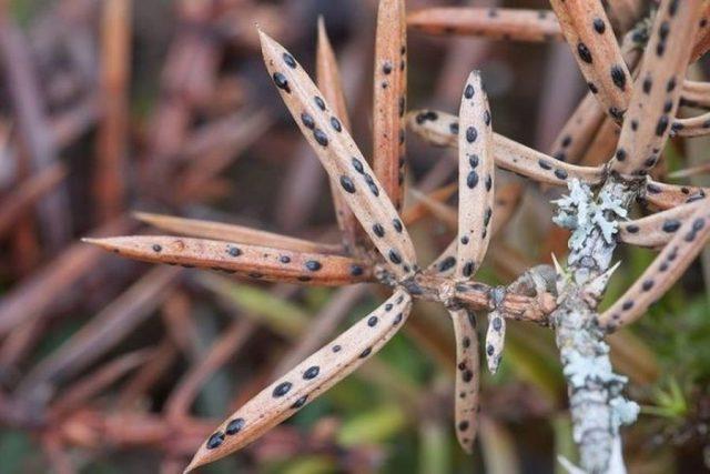 Schutte conifers: photo, treatment, preparations