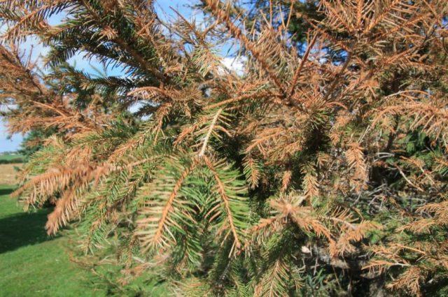 Schutte conifers: photo, treatment, preparations