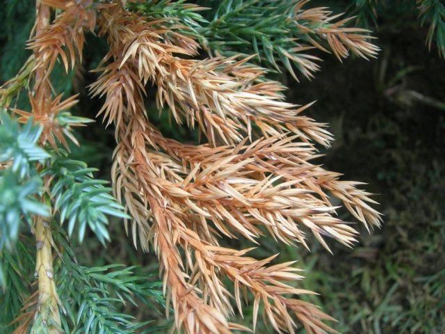 Schutte conifers: photo, treatment, preparations