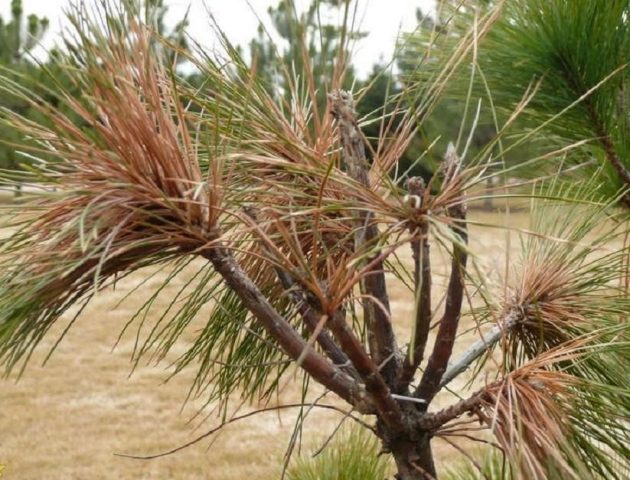 Schutte conifers: photo, treatment, preparations