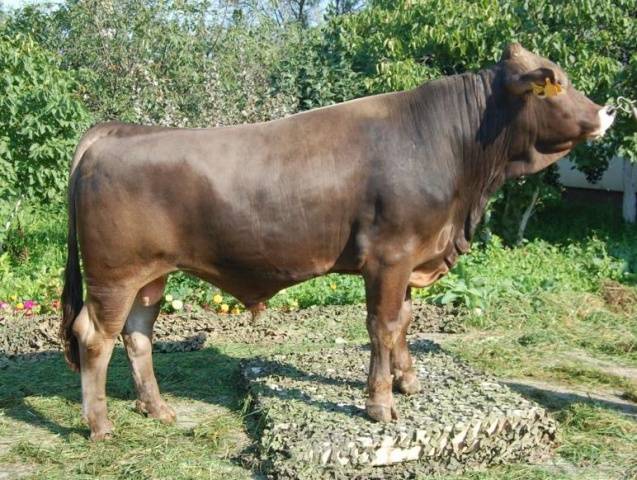 Schwyz cow breed: pros and cons, photos, reviews