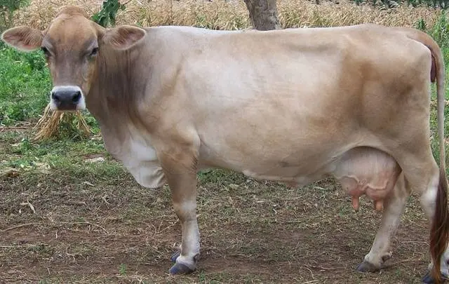 Schwyz cow breed: pros and cons, photos, reviews