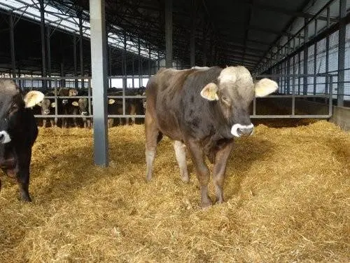 Schwyz cow breed: pros and cons, photos, reviews