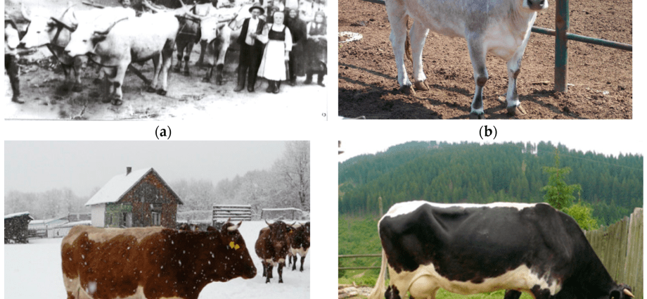 Schwyz cow breed: pros and cons, photos, reviews