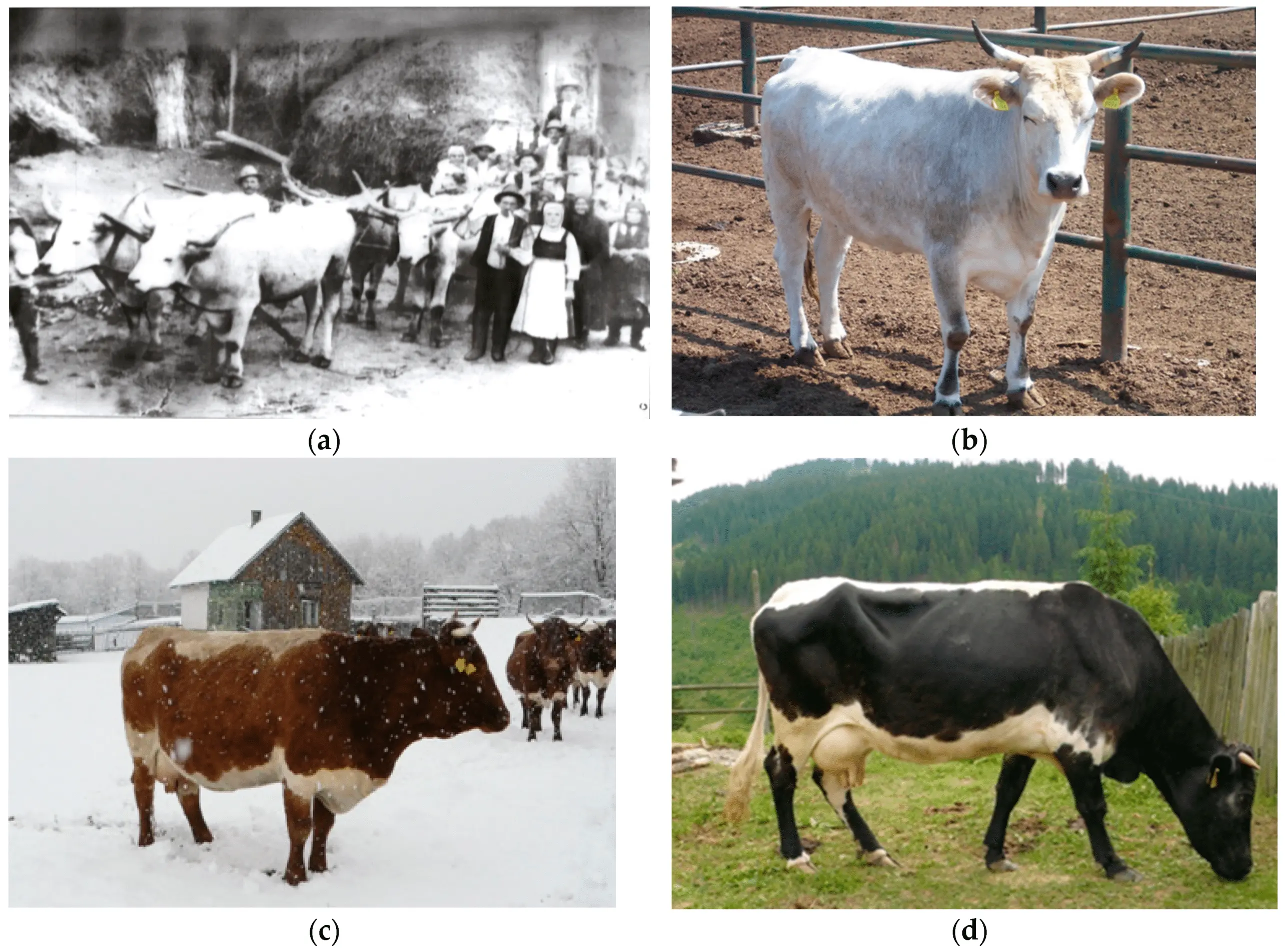 Schwyz cow breed: pros and cons, photos, reviews