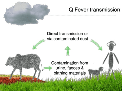 Science: tight farm control is a must when fighting Q fever