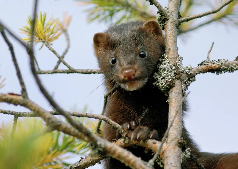 Scientists are looking for the source of the coronavirus. What animal did man get infected?