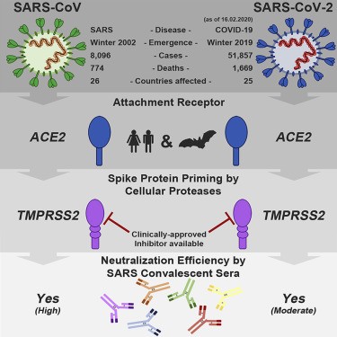 Scientists have discovered an antibody that can block the SARS-CoV-2 coronavirus