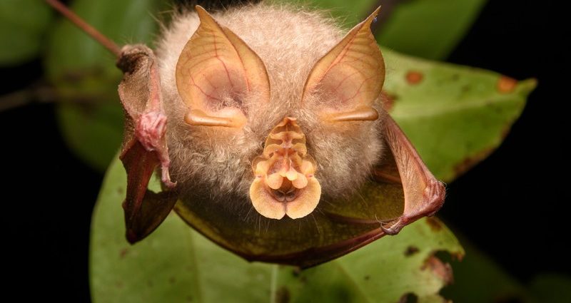 Scientists have discovered six previously unknown coronaviruses. Their carriers are bats