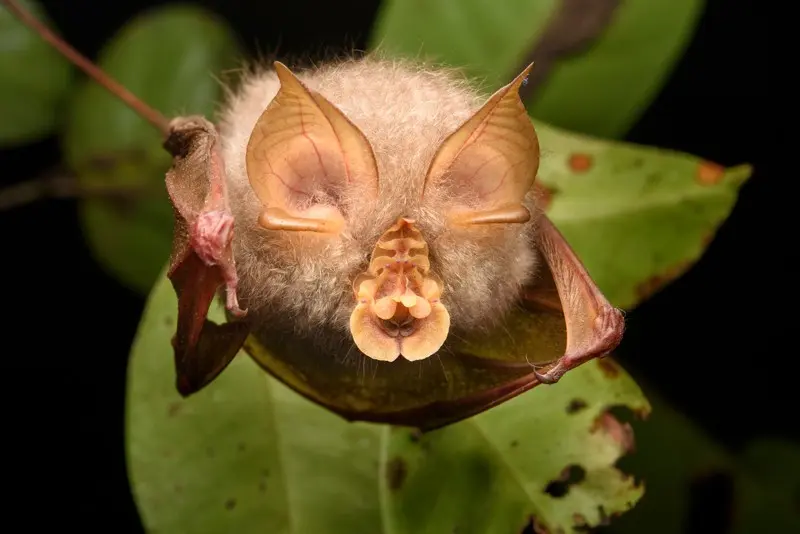 Scientists have discovered six previously unknown coronaviruses. Their carriers are bats