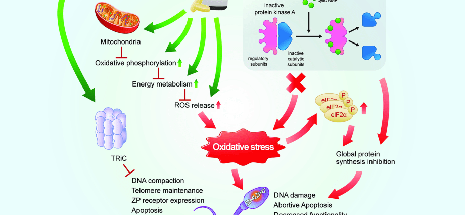 Scientists on the effects of antioxidants on fertility