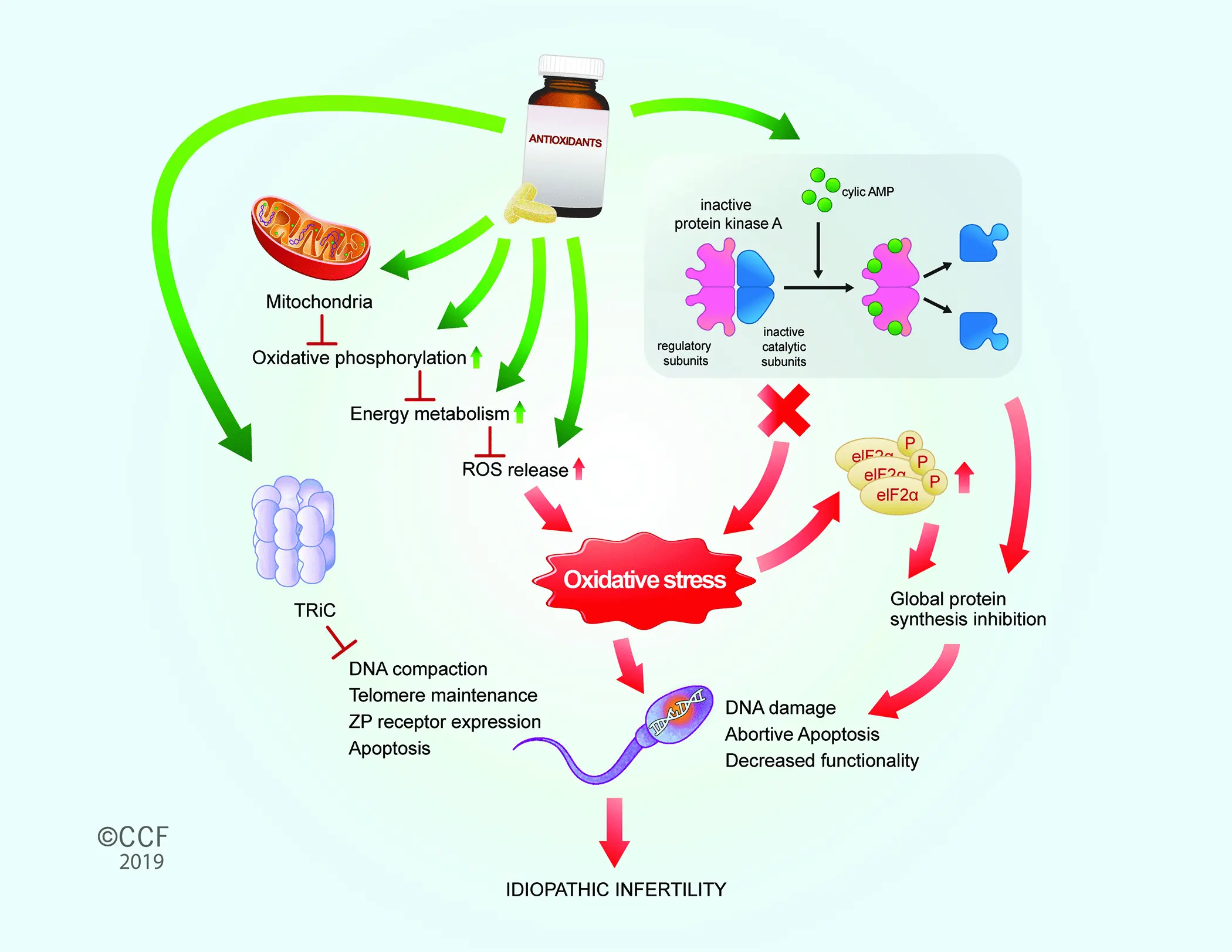 Scientists on the effects of antioxidants on fertility