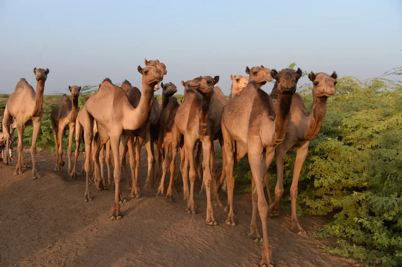 Scientists: Only a few mutations separate the highly lethal MERS-CoV from a pandemic