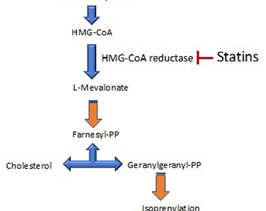 Scientists postulate more frequent prescribing of statins