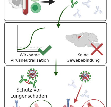 Scientists want to use passive antibody therapy to protect against COVID-19