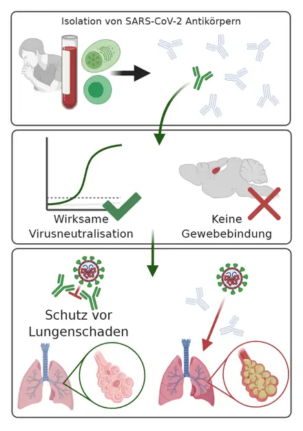 Scientists want to use passive antibody therapy to protect against COVID-19