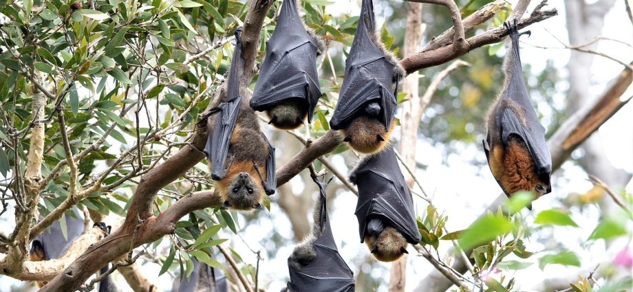 Scientists warn of the Nipah virus. It could trigger a new, even worse pandemic