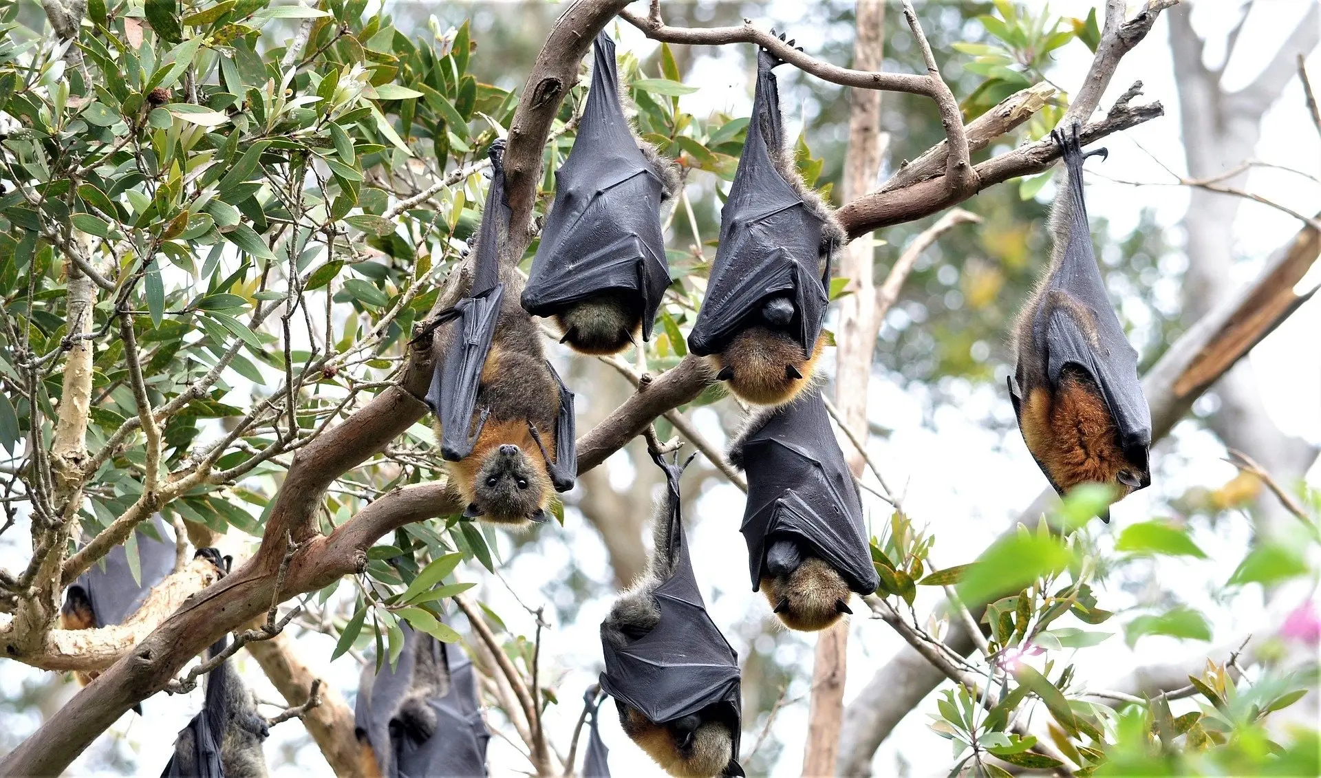 Scientists warn of the Nipah virus. It could trigger a new, even worse pandemic