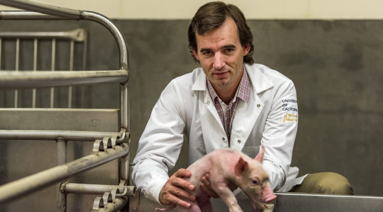 Scientists will breed a pig with a human pancreas?