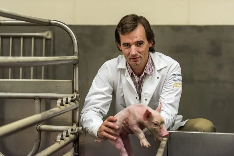 Scientists will breed a pig with a human pancreas?