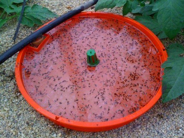 Scoop on tomatoes: control methods in the greenhouse and in the open field