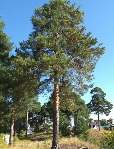 Scotch pine diseases and their treatment, photo