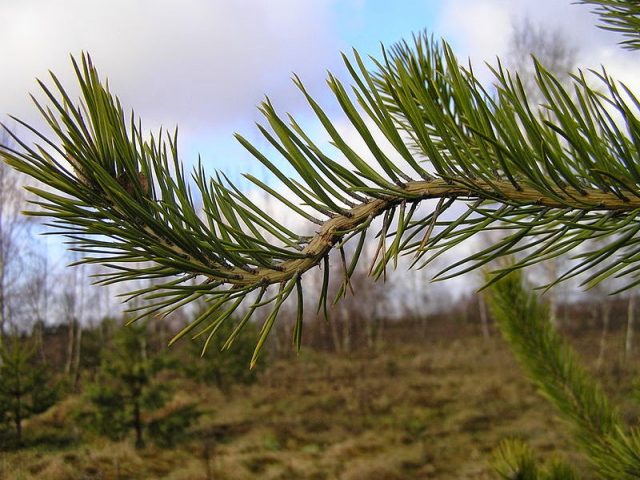 Scotch pine diseases and their treatment, photo