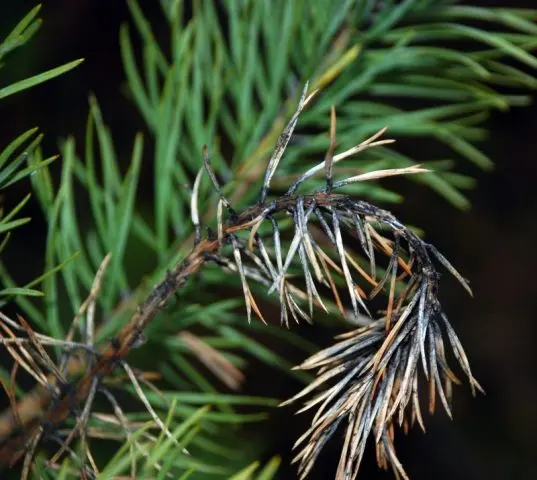 Scotch pine diseases and their treatment, photo