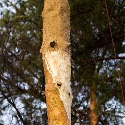 Scotch pine diseases and their treatment, photo