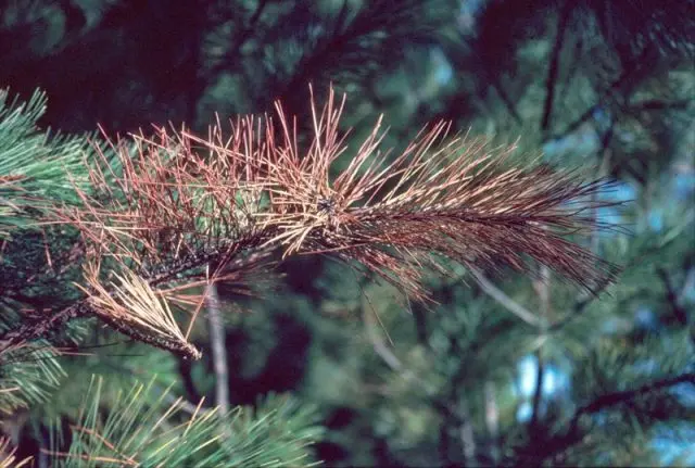 Scotch pine diseases and their treatment, photo