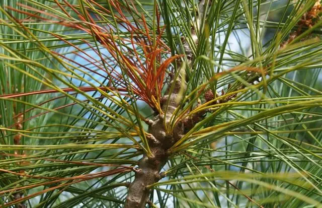 Scotch pine diseases and their treatment, photo