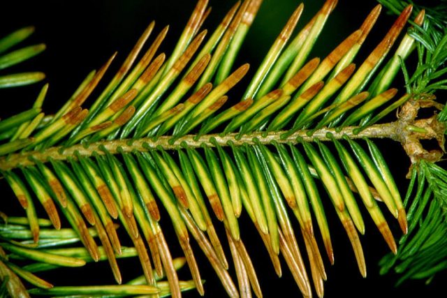 Scotch pine diseases and their treatment, photo