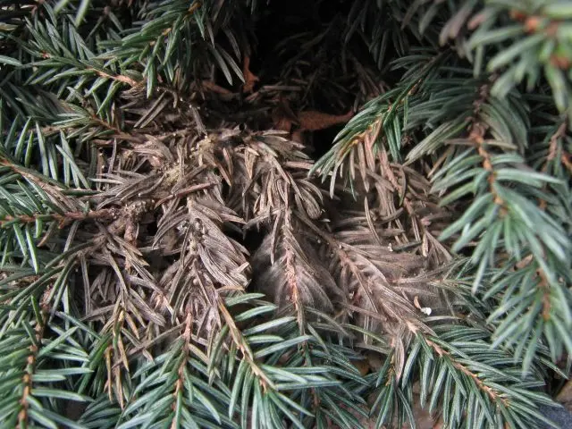 Scotch pine diseases and their treatment, photo