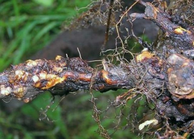 Scotch pine diseases and their treatment, photo