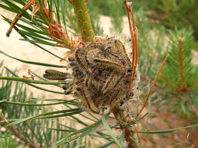 Scotch pine diseases and their treatment, photo