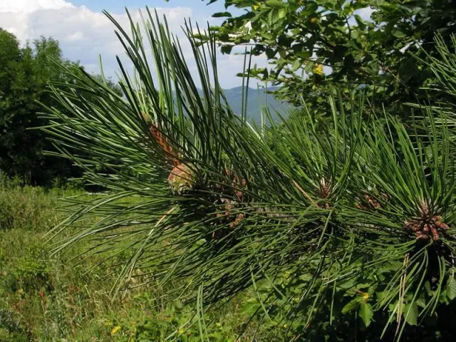 Scotch pine diseases and their treatment, photo