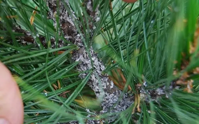 Scotch pine diseases and their treatment, photo