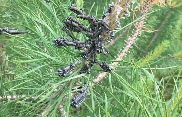 Scotch pine diseases and their treatment, photo