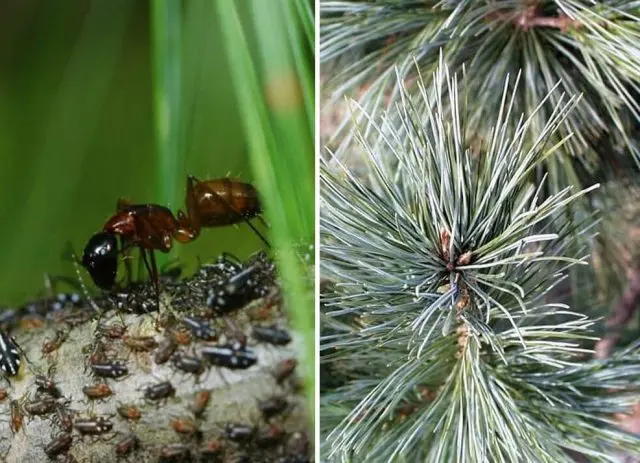 Scotch pine diseases and their treatment, photo