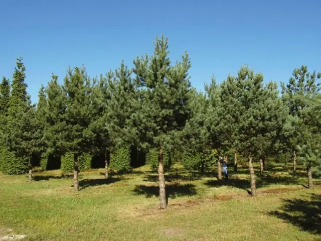 Scotch pine: photo and description