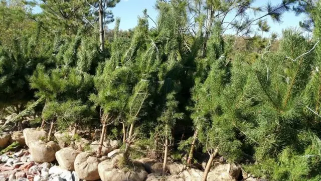 Scotch pine: photo and description