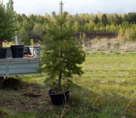 Scotch pine: photo and description