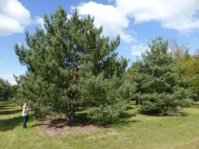 Scotch pine: photo and description